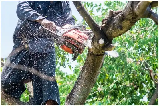 tree services Springfield